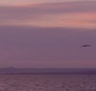 Pelican Sands Bed and Breakfast - Accommodation Mt Buller