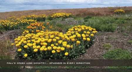 Alpine View Apartments - Accommodation Mt Buller 0