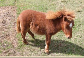 Adriana's Bed & Breakfast Country Retreat - Accommodation Mt Buller 2