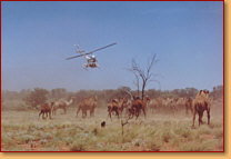 Kings Creek Station - Accommodation Mt Buller 2