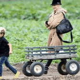 Perth City Farm Organic Markets - Accommodation Mt Buller