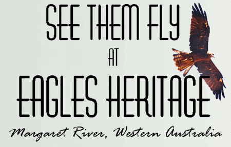 Eagles Heritage Raptor Wildlife Centre - Accommodation Mt Buller 0