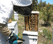 The House of Honey - Accommodation Mt Buller