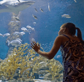 The Aquarium of Western Australia - Accommodation Mt Buller