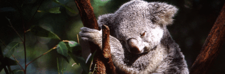 Koala and River Cruise by Mirimar Cruises - Accommodation Mt Buller