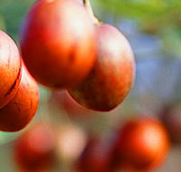 Tropical Fruit World - Accommodation Mt Buller