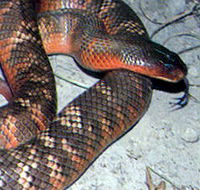 Armadale Reptile  Wildlife Centre - Accommodation Mt Buller