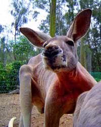 Birdland Animal Park - Accommodation Mt Buller 3