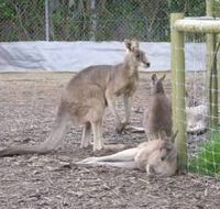 Jirrahlinga Koala  Wildlife Sanctuary - Accommodation Mt Buller