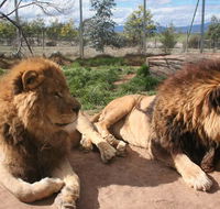 Mansfield Zoo - Accommodation Mt Buller