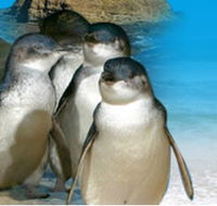 Phillip Island Penguin Parade - Accommodation Mt Buller