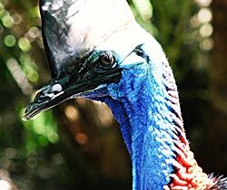 Alma Park Zoo - Accommodation Mt Buller 0