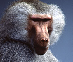 Alma Park Zoo - Accommodation Mt Buller 1