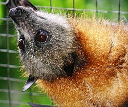 Alma Park Zoo - Accommodation Mt Buller 2