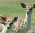 Marapana Wildlife Park - Accommodation Mt Buller