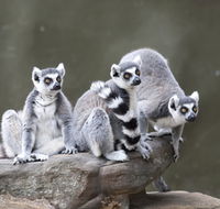 Adelaide Zoo - Accommodation Mt Buller