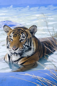 Accommodation Mt Buller