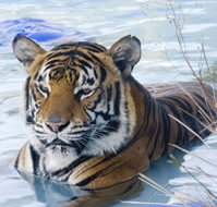 Zoo Doo Wildlife Park - Accommodation Mt Buller