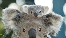  Accommodation Mt Buller