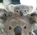 Billabong Koala and Wildlife Park - Accommodation Mt Buller