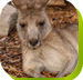 Calmsley Hill City Farm - Accommodation Mt Buller