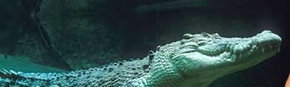 Territory Wildlife Park - Accommodation Mt Buller 3