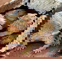 Alice Springs Reptile Centre - Accommodation Mt Buller