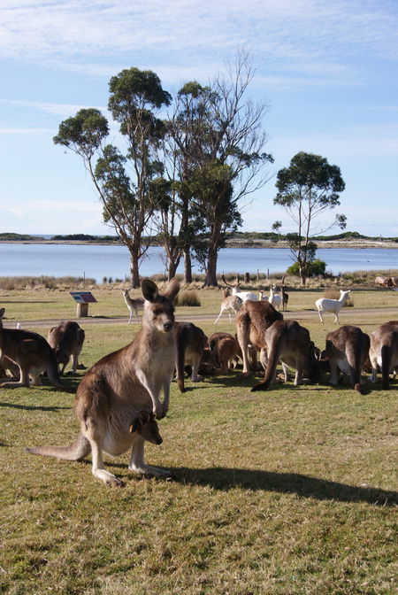East Coast Natureworld - Accommodation Mt Buller 1