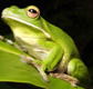 The Rainforest Habitat - Accommodation Mt Buller