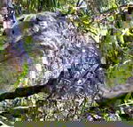 Koala Conservation Centre - Accommodation Mt Buller