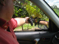 Mount Tamborine Winery & Homestead - Accommodation Mt Buller 1