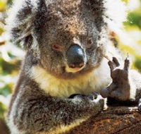 Gorge Wildlife Park - Accommodation Mt Buller