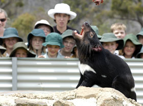 Tasmania Zoo - Accommodation Mt Buller 0