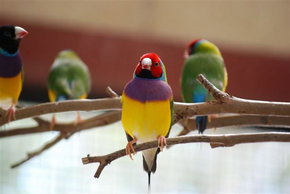 Kyabram Fauna Park - Accommodation Mt Buller 1