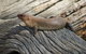 Kyabram Fauna Park - thumb 2