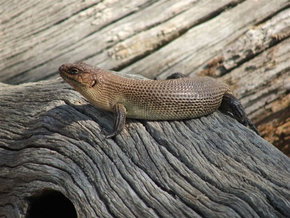 Kyabram Fauna Park - Accommodation Mt Buller 2