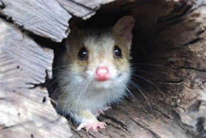 Kyabram Fauna Park - Accommodation Mt Buller 3