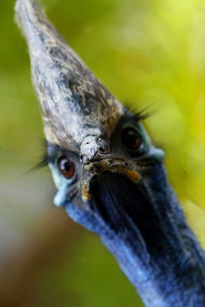 Symbio Wildlife Gardens - Accommodation Mt Buller 2