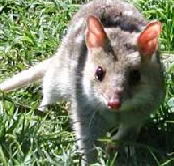 Urimbirra Wildlife Park - Accommodation Mt Buller