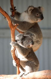 Waterways Wildlife Park - Accommodation Mt Buller 1