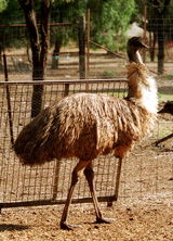Waterways Wildlife Park - Accommodation Mt Buller 2