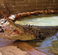 Wyndham Zoological Gardens and Crocodile Park - Accommodation Mt Buller