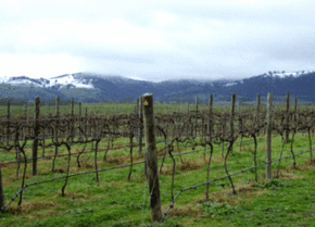 Kinloch Wines - Accommodation Mt Buller