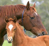 Blue Gum Farm - Accommodation Mt Buller