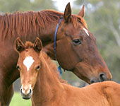 Blue Gum Farm - Accommodation Mt Buller 0
