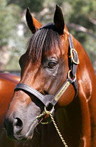 Blue Gum Farm - Accommodation Mt Buller 2
