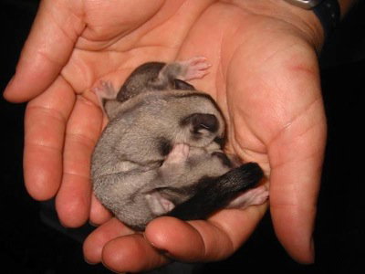 Cool Companions - Accommodation Mt Buller 0