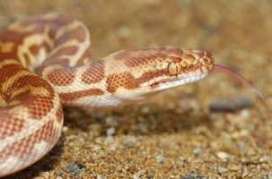 Cool Companions - Accommodation Mt Buller 1