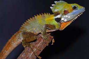 Cool Companions - Accommodation Mt Buller 2