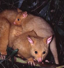 Geckoes Wildlife Presentations - Accommodation Mt Buller 1